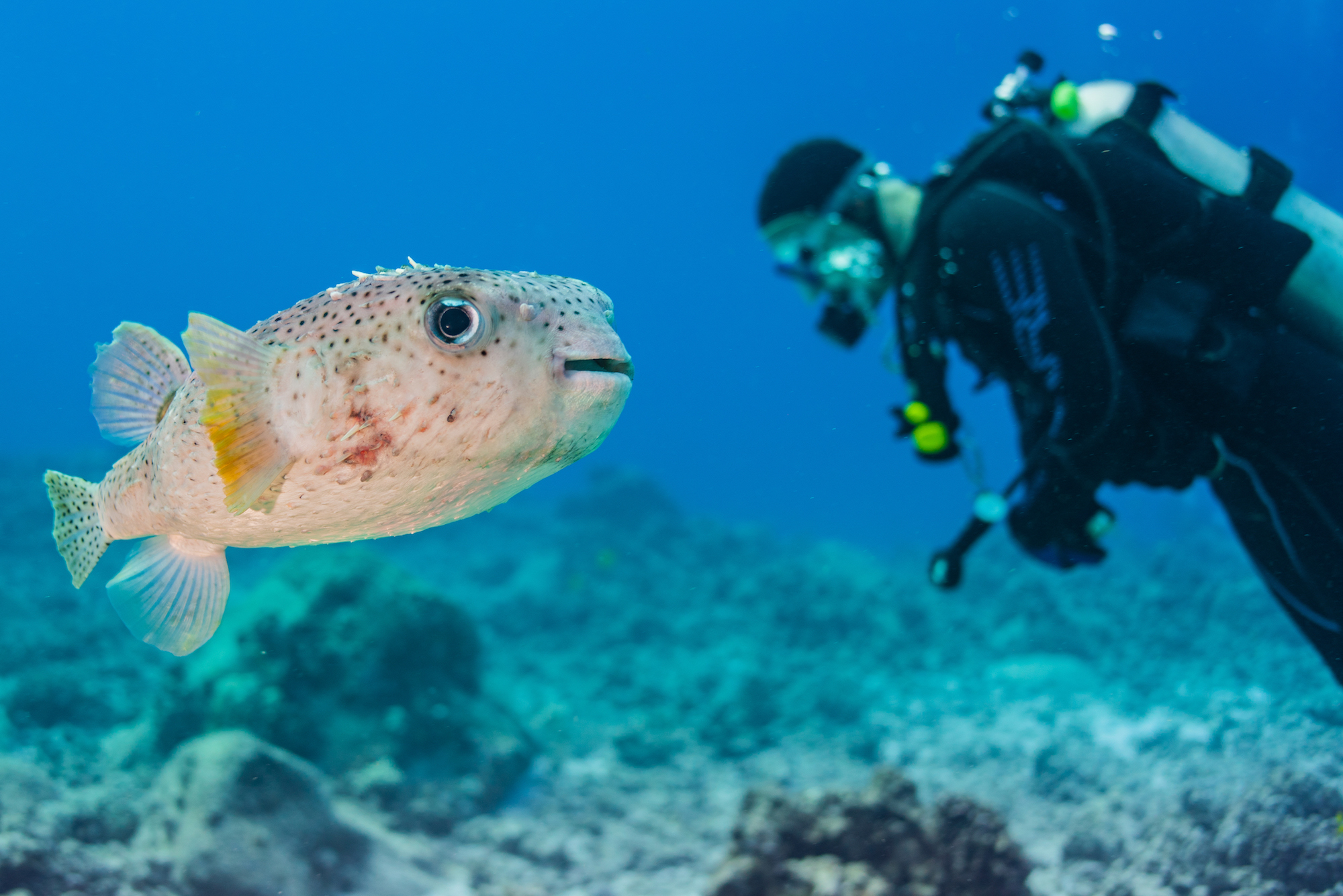 Porcupine fish with scuba diver