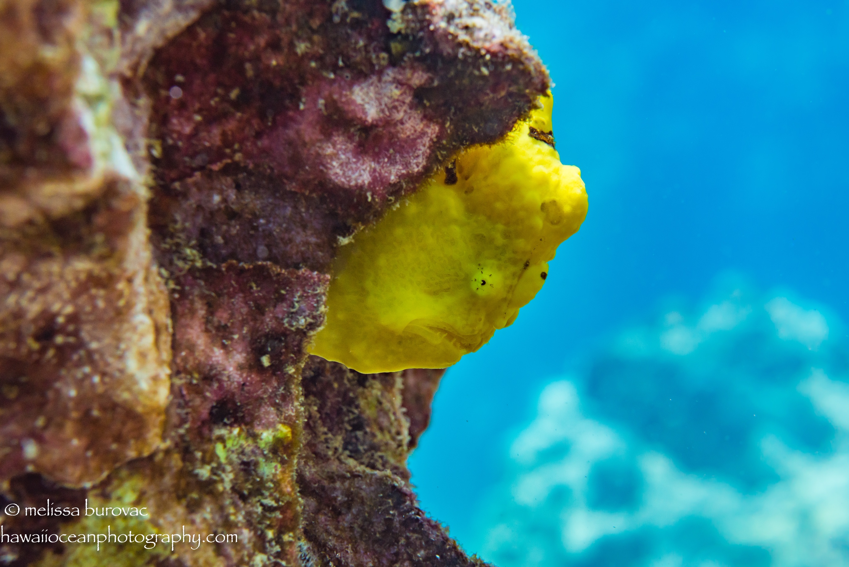 Frogfish.JPG