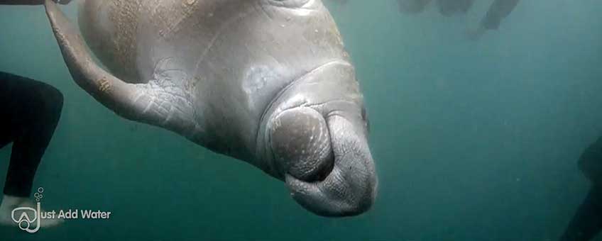 springs_manatee2.jpg